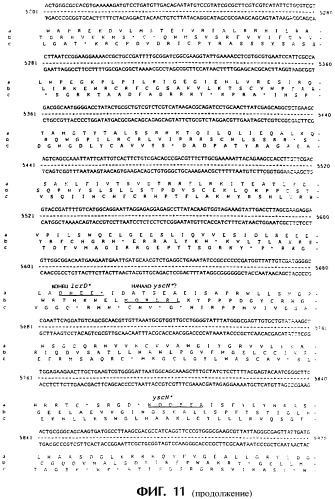 Vgc2 днк salmonella typhimurium, мутантная бактерия, обладающая пониженной способностью к адаптации к условиям окружающей среды, и способ ее получения (патент 2370541)