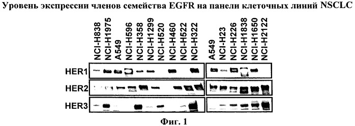 Применение имидазохинолинов для лечения заболеваний, зависимых от egfr, или заболеваний с приобретенной резистентностью к агентам, которые связываются с членами семейства egfr (патент 2481838)