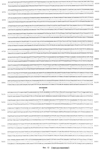 Vgc2 днк salmonella typhimurium, мутантная бактерия, обладающая пониженной способностью к адаптации к условиям окружающей среды, и способ ее получения (патент 2370541)