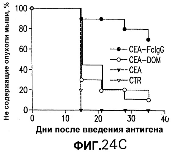 Слитые белки карциноэмбрионального антигена (патент 2380375)