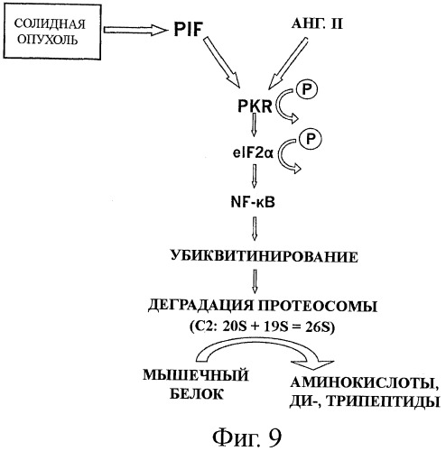 Способы лечения потери мышечной массы (патент 2414897)