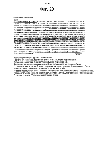 Способ получения рекомбинантного вирусного вектора apmv-8 (патент 2592544)