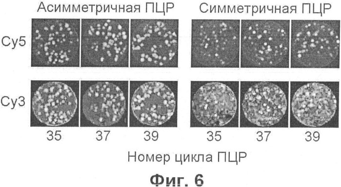 Обнаружение молекулярных колоний посредством гибридизации на мембранах с флуоресцентными зондами (патент 2338787)
