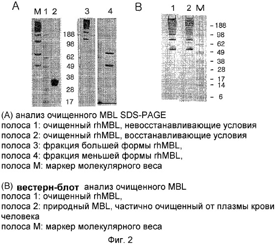 Способ массового производства мультимерного маннозосвязывающего лектина (патент 2350654)