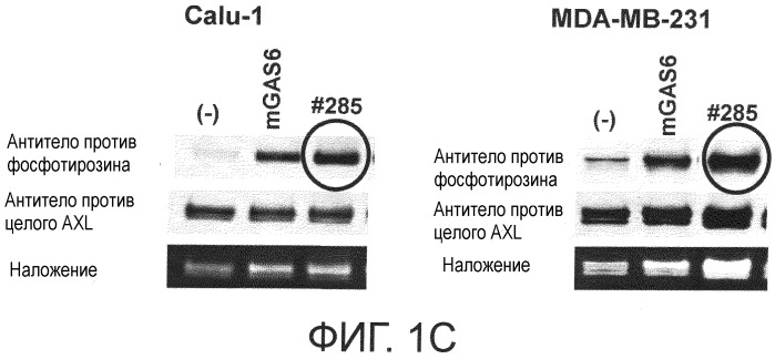 Моноклональные антитела, способные связываться с белком axl, и их применение (патент 2559530)