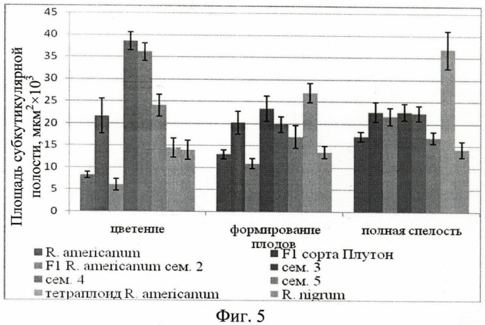 Способ оценки функциональной активности пельтатных железок (патент 2455818)