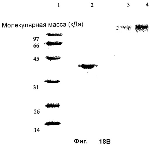 Фармацевтический препарат и способ лечения злокачественных опухолей у человека с помощью аргининовой депривации (патент 2335539)