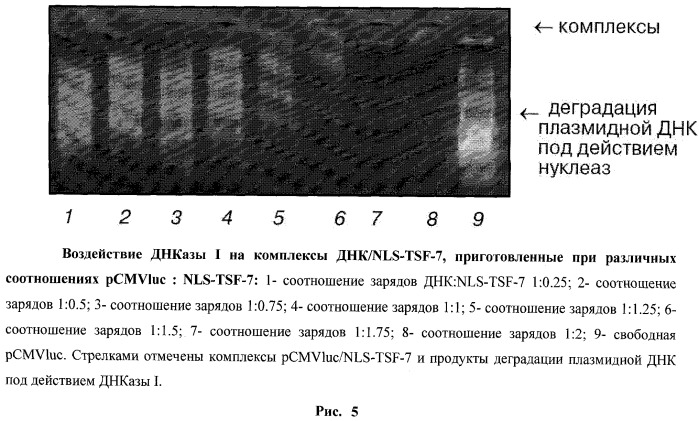 Молекулярные конъюгаты с поликатионным участком и лигандом для доставки в клетку и ядро клетки днк и рнк (патент 2537262)