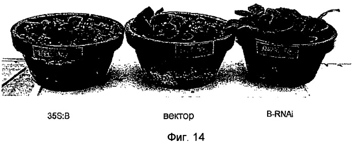 Растительные клетки и организмы растений с модифицированным клеточным ростом, развитием и дифференцировкой (патент 2349642)