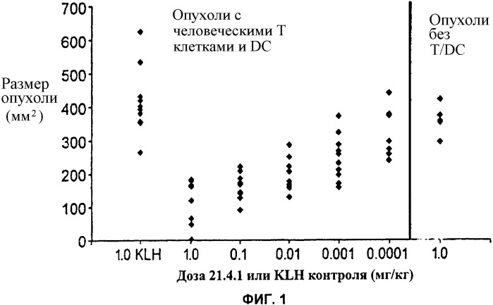 Антитело к cd40: препарат и способы (патент 2355421)