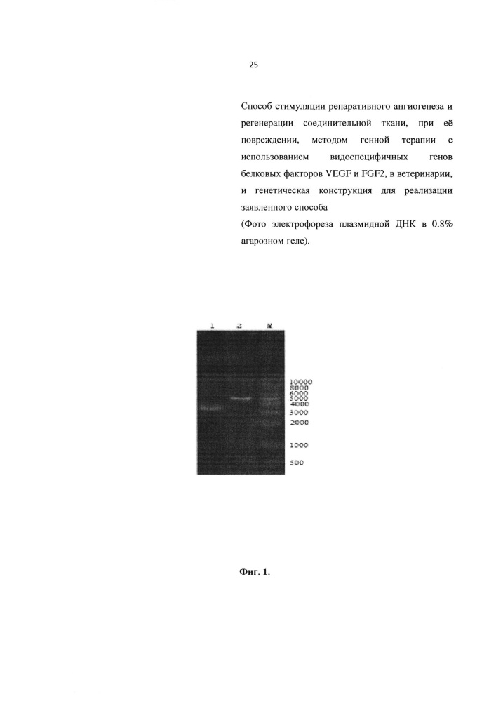 Способ стимуляции репаративного ангиогенеза и регенерации соединительной ткани, при её повреждении, методом генной терапии с использованием видоспецифичных генов белковых факторов vegf и fgf2, в ветеринарии, и генетическая конструкция для реализации заявленного способа (патент 2614665)