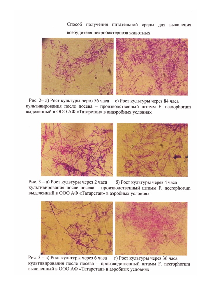 Способ получения питательной среды для выявления возбудителя некробактериоза животных (патент 2631795)