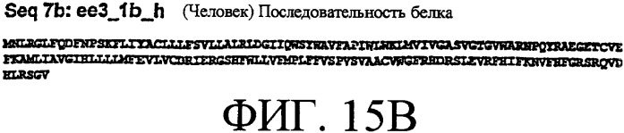 Ее3-семейство белков и соответствующие днк-последовательности (патент 2333918)