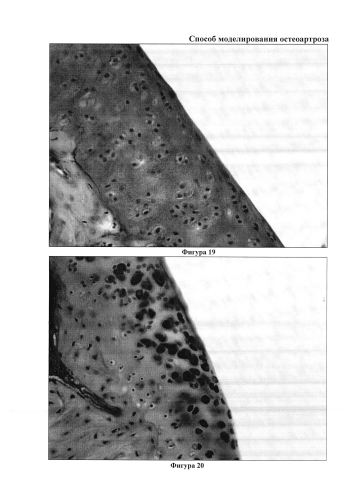 Способ моделирования остеоартроза (патент 2587039)