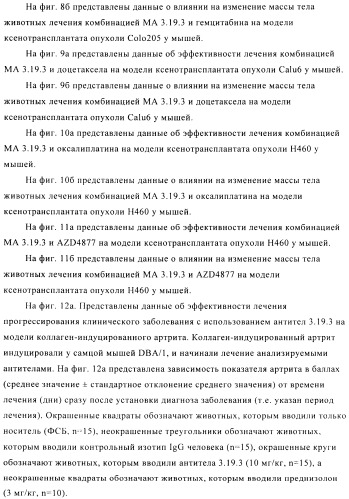 Стабилизированные антитела против ангиопоэтина-2 и их применение (патент 2509085)