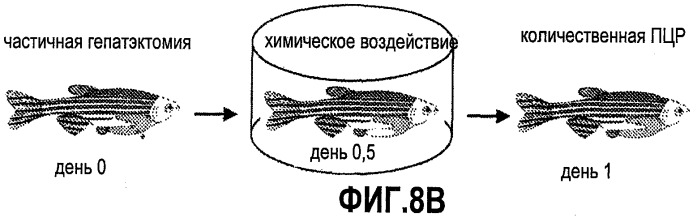 Способ стимуляции регенерации тканей (патент 2480213)