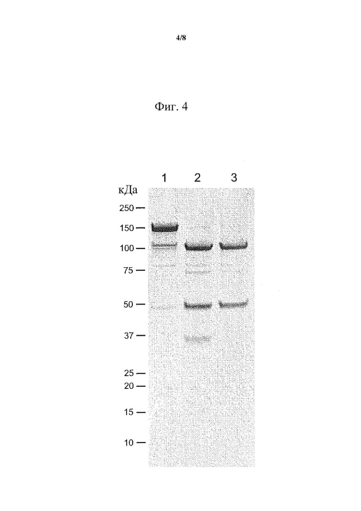 Нейротоксины, проявляющие укороченную биологическую активность (патент 2646110)