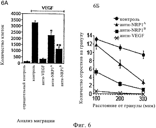 Антагонисты нейропилина (патент 2425842)