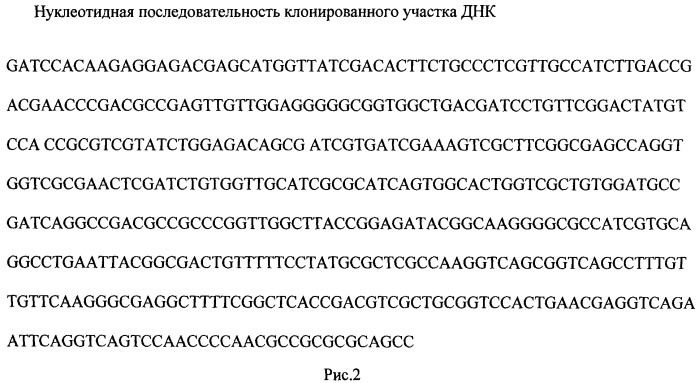 Рекомбинантная плазмидная днк pmind-vapc, содержащая нуклеотидную последовательность, кодирующую ген vapc msmeg_1284 (патент 2524143)