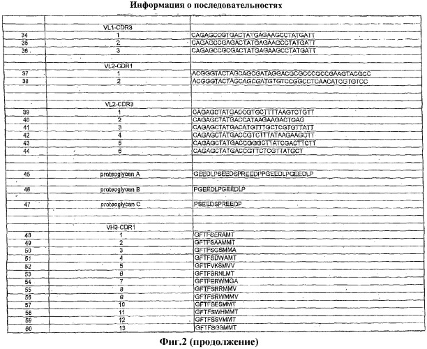 Антитела человека, обладающие активностью связывания c mn и нейтрализации клеточной адгезии (патент 2317998)