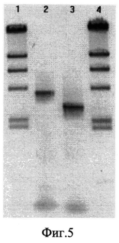 Штамм francisella tularensis 15/23-1δreca со сниженной реактогенностью для создания живой туляремийной вакцины и способ его получения (патент 2567810)