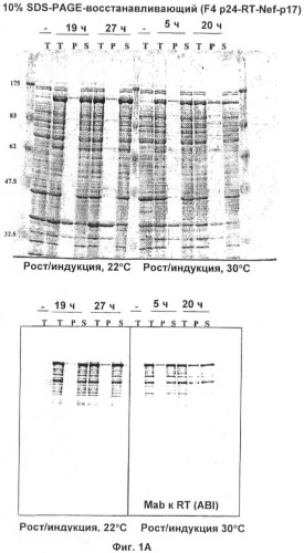 Вакцина для предупреждения и лечения вич-инфекции (патент 2441878)