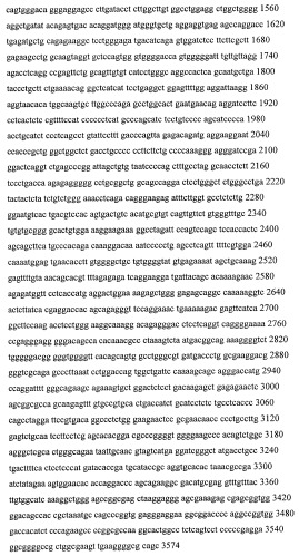 Промотор для тканеспецифической экспрессии генов в герминальных тканях млекопитающих (патент 2459870)