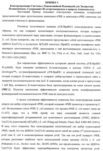 Система экспрессии компонентов ортогональной трансляции в эубактериальной клетке-хозяине (патент 2467069)