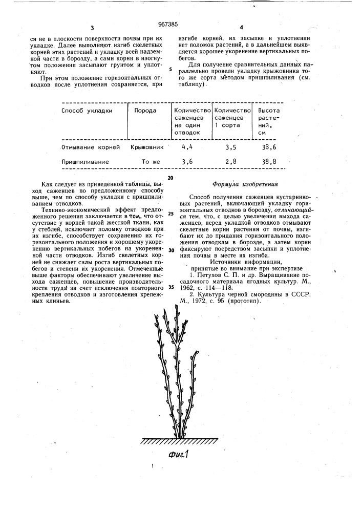 Способ получения саженцев кустарниковых растений (патент 967385)