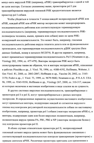 Способы и композиции для экспрессии антисмысловой вирусной рнк в клетках собаки (патент 2457250)