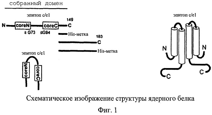 Частицы с расщепленным ядром, предназначенные для презентации чужеродных молекул, прежде всего для применения в вакцинах, и способ их получения (патент 2454462)