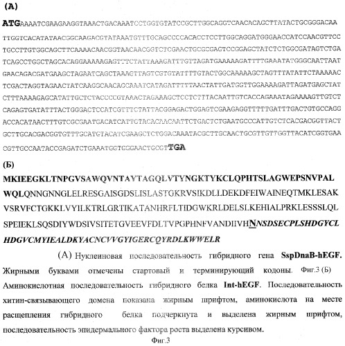 Способ получения генно-инженерного эпидермального фактора роста человека, рекомбинантная плазмидная днк per-hegf, кодирующая гибридный белок, способный к автокаталитическому расщеплению с образованием эпидермального фактора роста человека, и штамм escherichia coli er2566/per-hegf - продуцент указанного белка (патент 2323976)