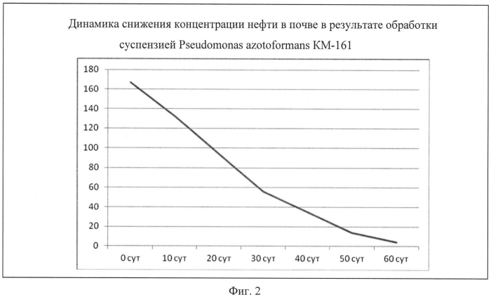 Штамм pseudomonas azotoformans для очистки морских водоемов и прибрежной зоны морских объектов от нефти в условиях высоких широт (патент 2553338)