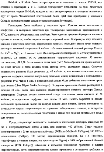 Мутеины кислотной зоны внеклеточного домена рецептора фактора роста фибробластов (патент 2509774)