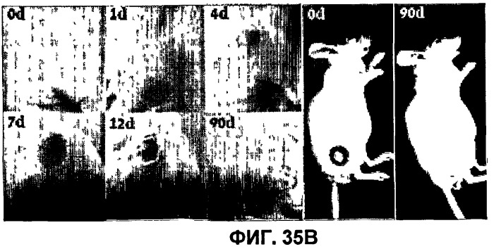 Конъюгаты rgd-пептидов и фотосенсибилизаторов порфирина или (бактерио)хлорофилла и их применение (патент 2450018)