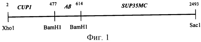 Гибридный ген pcupl - a   sup35mc для анализа факторов, регулирующих продукцию, агрегацию и дисагрегацию пептида амилоид   (a ) человека в дрожжевой системе (патент 2294964)