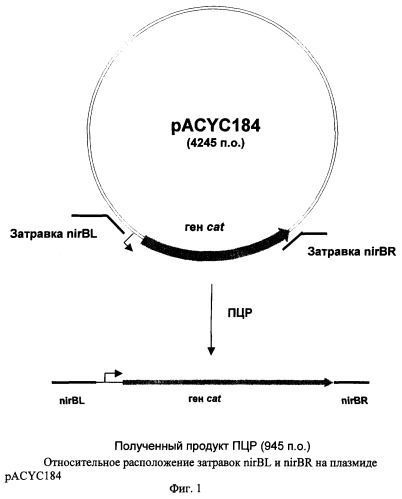 Бактерия, принадлежащая к роду escherichia, - продуцент l-аргинина и способ получения l-аргинина (патент 2276686)