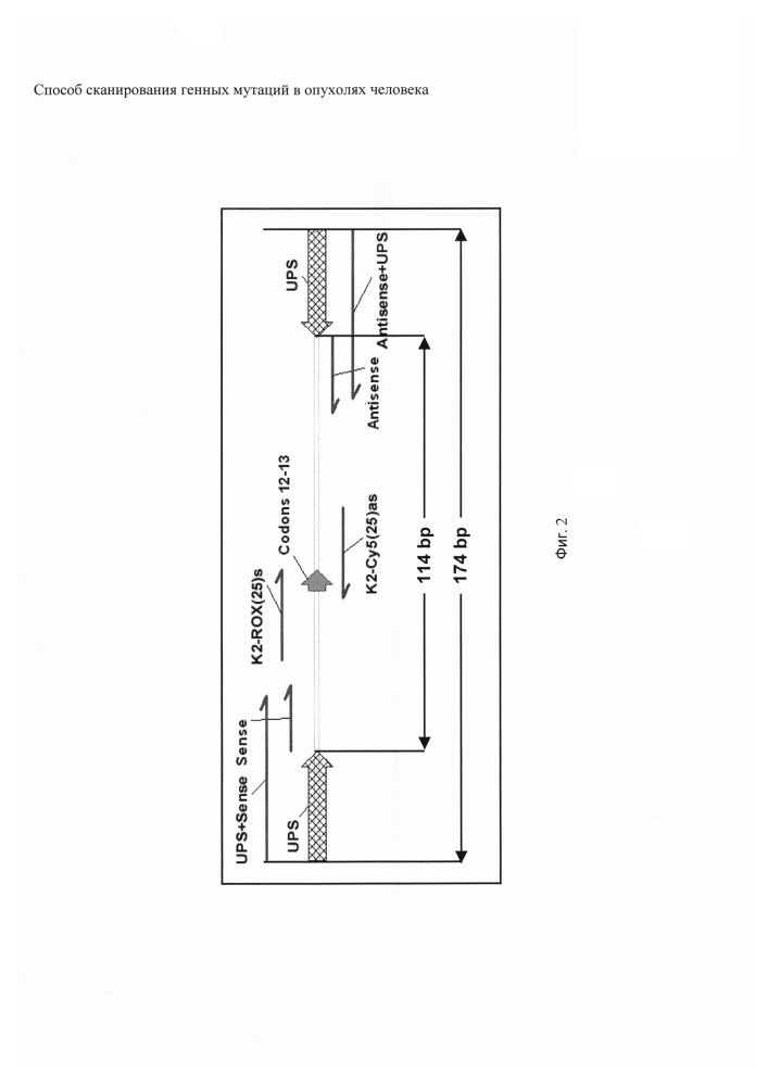 Способ сканирования генных мутаций в опухолях человека (патент 2650862)