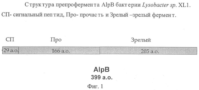 Литическая протеаза alpb бактерии lysobacter sp. xli, фрагмент днк, кодирующий литическую протеазу alpb бактерии lysobacter sp. xli, и способ получения литической протеазы alpb бактерии lysobacter sp. xli (патент 2408725)