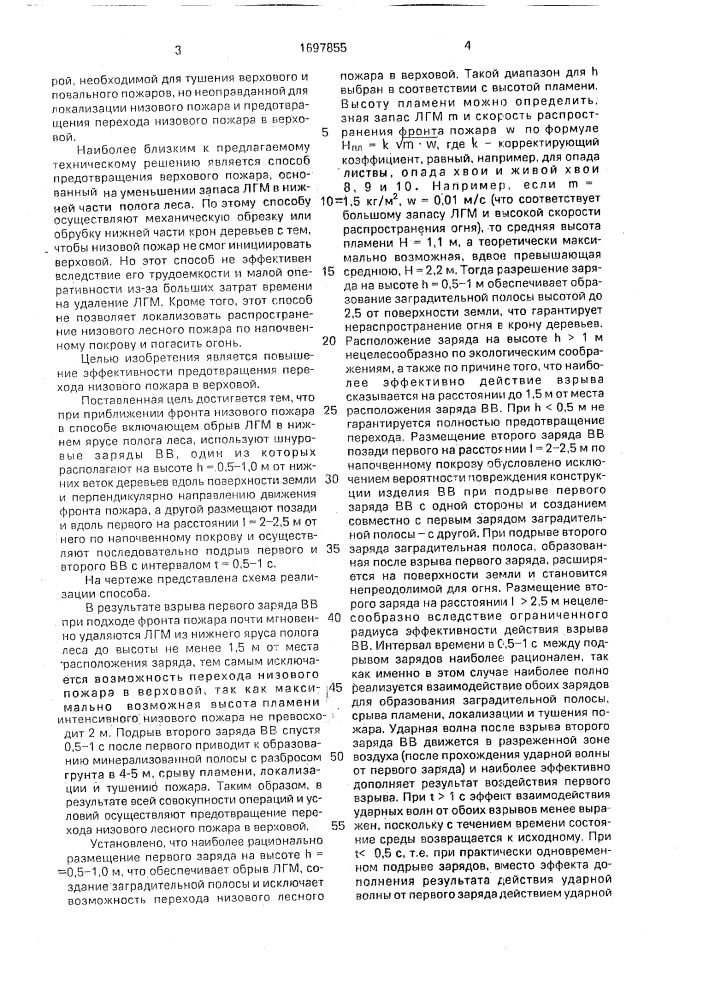 Способ предотвращения перехода низового лесного пожара в верховой (патент 1697855)