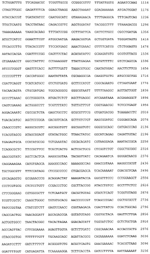 Рекомбинантная плазмида pd4spgbd, штамм escherichia coli - продуцент рекомбинантного белка d4-gbd, рекомбинантный белок d4-gbd и способ его получения, способ исследования связывания белка d4-gbd с антителами сывороток больных, способ получения специфических антител к белку d4-gbd (патент 2401305)