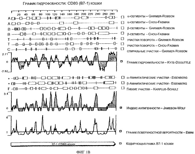 Нуклеиновые кислоты, кодирующие рецептор ctla-4 кошки, вектор, клетки-хозяева, вакцины, олигонуклеотиды, полипептиды ctla-4 кошки и способы индукции и подавления иммунного ответа у кошки (патент 2377302)