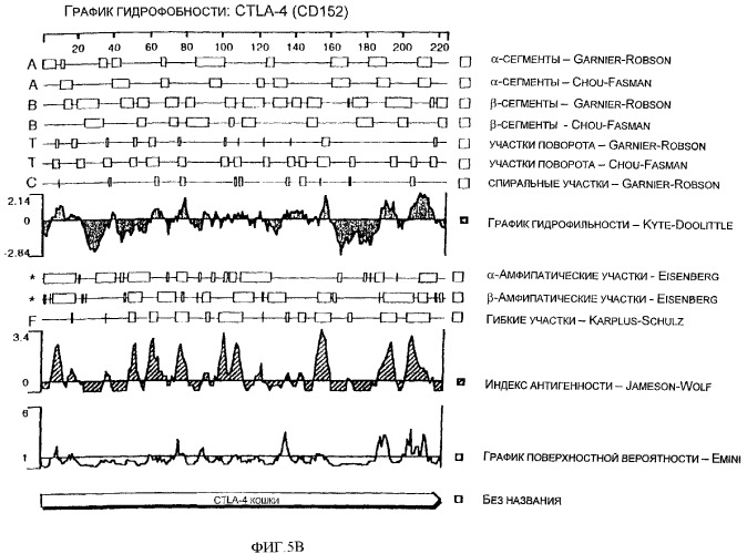 Нуклеиновые кислоты, кодирующие рецептор ctla-4 кошки, вектор, клетки-хозяева, вакцины, олигонуклеотиды, полипептиды ctla-4 кошки и способы индукции и подавления иммунного ответа у кошки (патент 2377302)