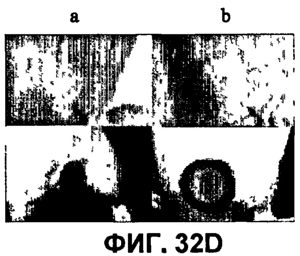 Конъюгаты rgd-пептидов и фотосенсибилизаторов порфирина или (бактерио)хлорофилла и их применение (патент 2450018)