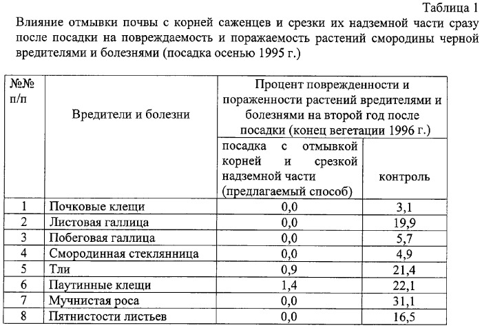 Способ защиты смородины от вредителей и болезней (патент 2312500)