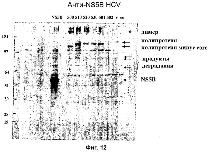 Вакцина против hcv (патент 2323744)