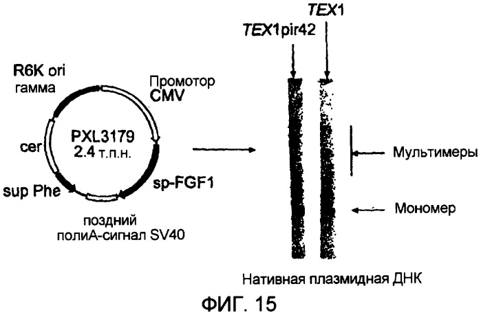 Кольцевая молекула днк, характеризующаяся зависимой от условий точкой начала репликации, способ их получения и их применение в генной терапии (патент 2307870)