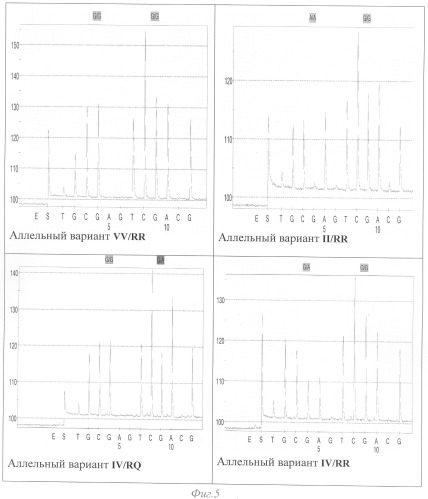 Способ диагностики аллелей t30n, s52g, i199v и r200q гена prkag3 (патент 2328531)