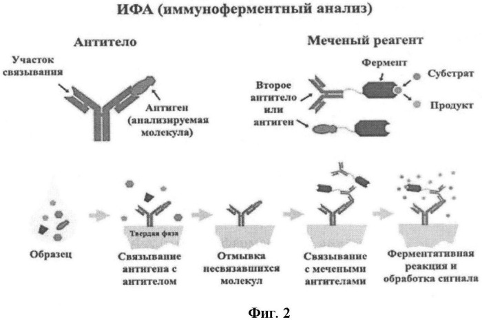 Способ оценки эффективности терапии рака мочевого пузыря человека методом пцр в режиме реального времени и набор для его осуществления (патент 2469098)