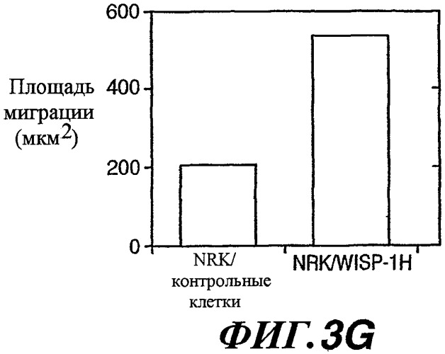 Способы и композиции для модуляции и обнаружения активности wisp (патент 2412201)